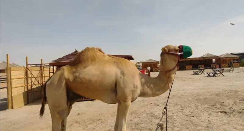 De safari en el desierto marrón