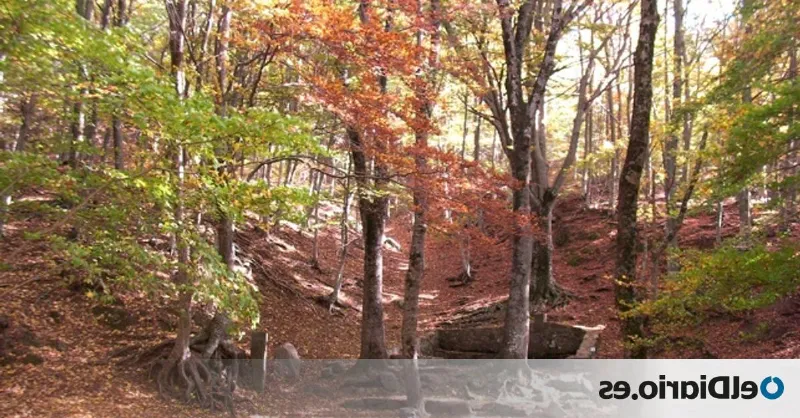 Explora el marrón en solitario: beneficios de la naturaleza en la mente