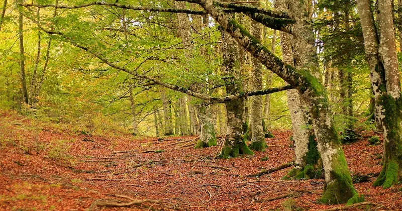 De expedición por los bosques marrones